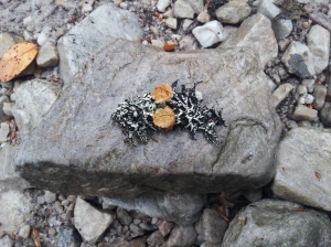 Lichen & Fungi, CM